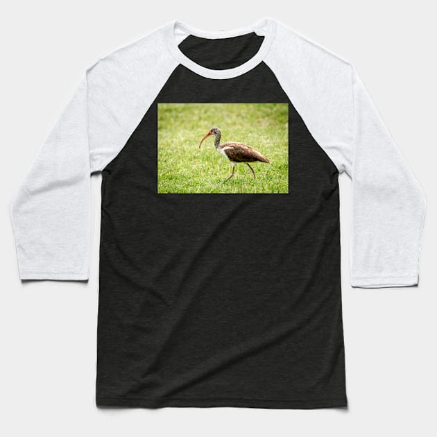 Young White Ibis Feeding in the Grass Baseball T-Shirt by Debra Martz